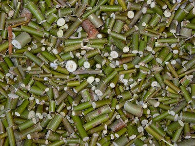 Przetarg na sprzedaż plonów z plantacji wierzby energetycznej